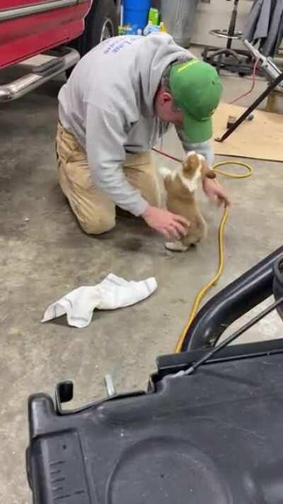 Dad said no more dogs... then I got a corgi