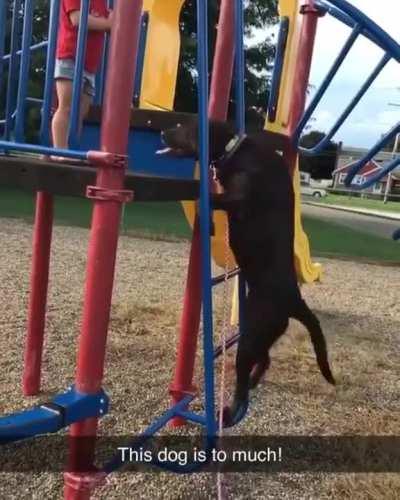 The way this dog climbs up a ladder.
