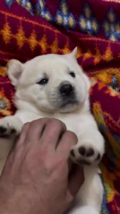 Zyada kuch nai cute h bs