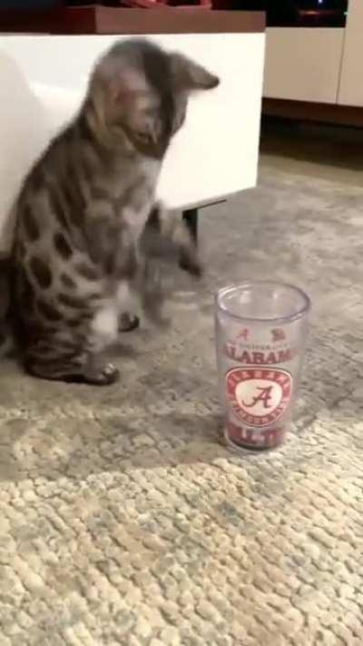 Tuna...what are you doing cat