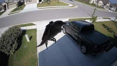 What happens when a camera's frame rate perfectly syncs up with flapping bird wings