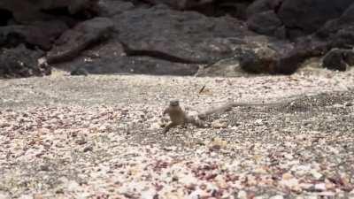 HMRB while I escape from the SnakeDen