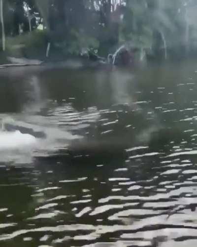 🔥 Crocodile Swimming Speed 🐊