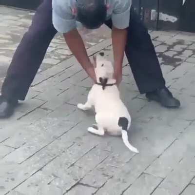 Ô dóguin fidaputa!