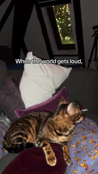 New Year’s Eve with our blind cat.