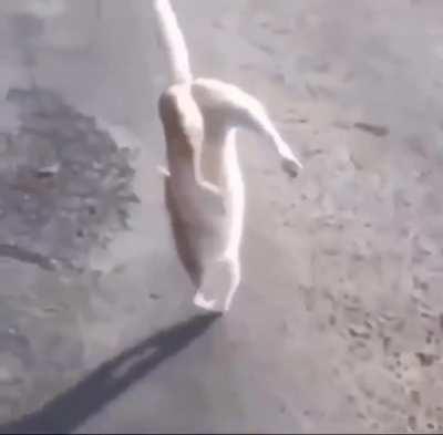 Day 2 of posting memes till jake laughs at them