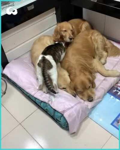I need to be involved with this Golden puddle pile