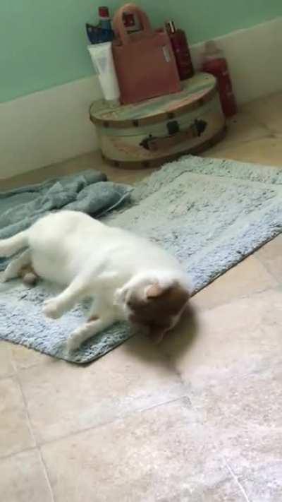 Every time I pee he tries to seduce me