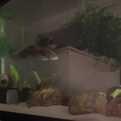 Squishy likes to bonk 😁