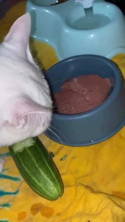 He likes to eat his cat food with cucumber