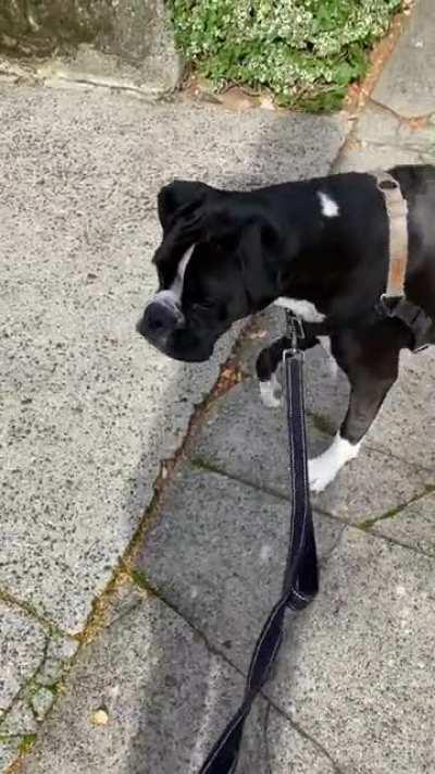 Dogs publicly freak out too sometimes... especially when there’s a giant cat terrorizing the neighborhood!