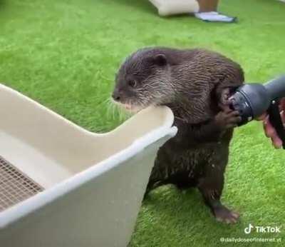 Otter protecting box from getting wet