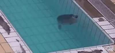 i have nothing important to say but this is my favorite sub 🦭