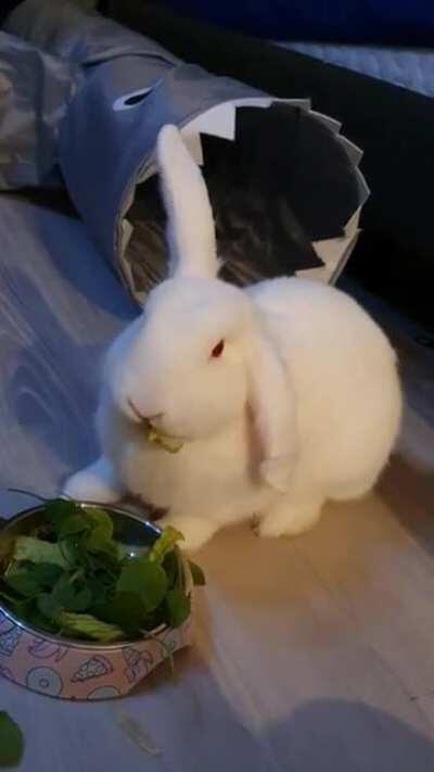 Does your rabbit vibrate their bums when they eat something? Does it mean they like their foods?
