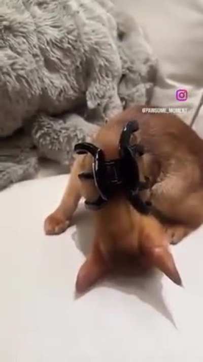 When you find your cat’s off button