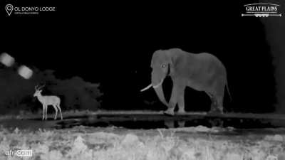🔥 Webcam captures elephant using a gentle backheel to the hind legs to persuade an impala to leave the waterhole