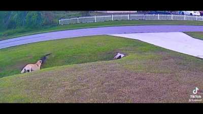 we dont deserve dogs!😍😍😍😍