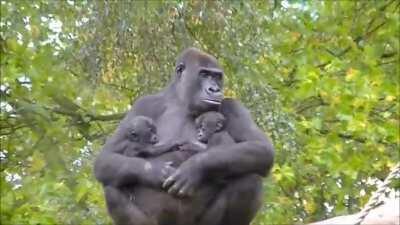 Gorilla mom with twins 🦍