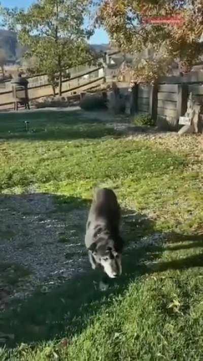 Don’t worry, he took him to live