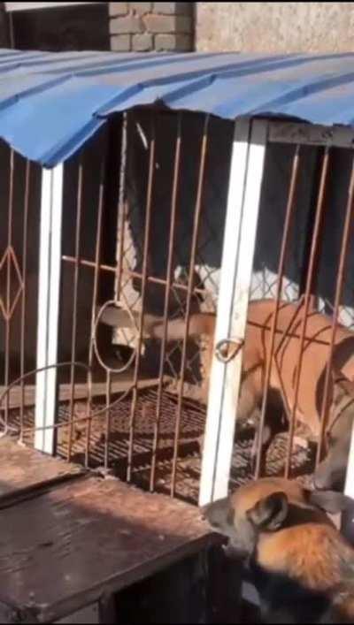 To keep a Belgian mal away from his girlfriend