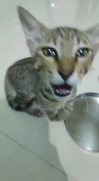 This cat came into my house and started yelling for food. Hope you enjoy.