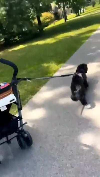 WCGW strapping your dog to your child's stroller