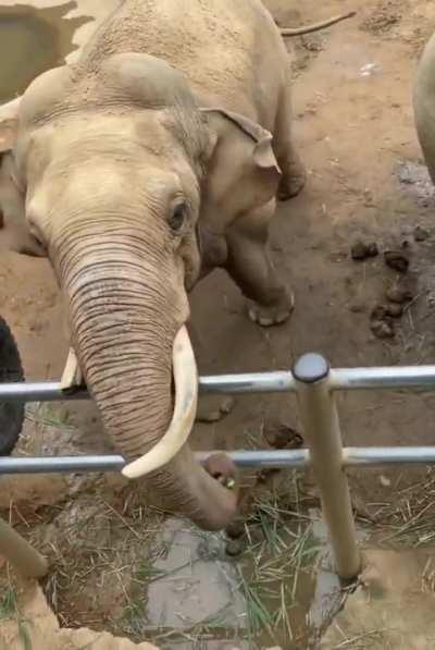 The elephant gently returns the kid's shoe that fell into the enclosure..