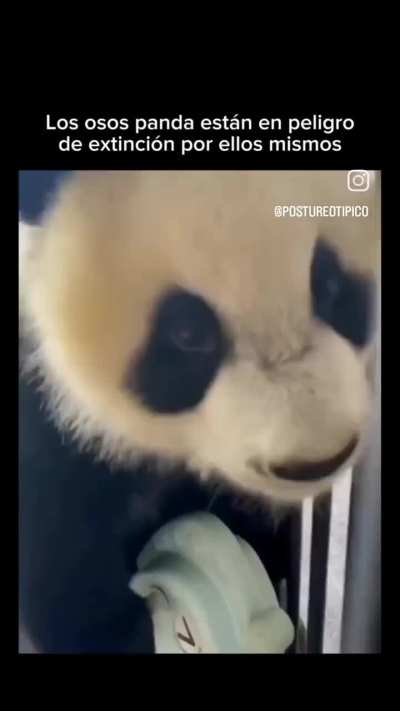 Si los pibes se reencarnarsen en animales...