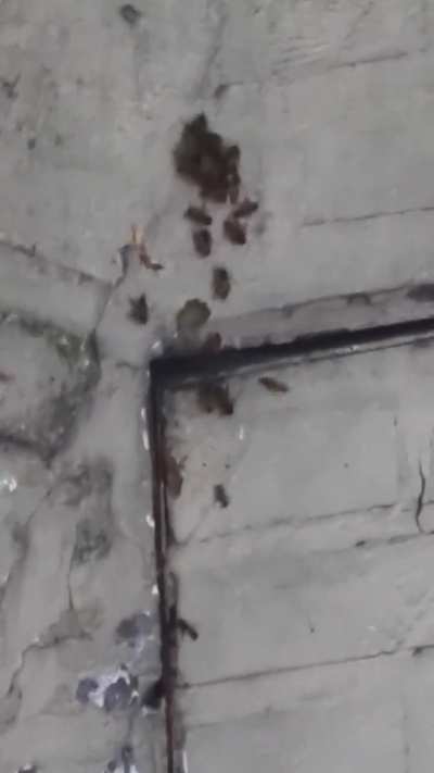 Abejas me tomaron el medidor de gas.