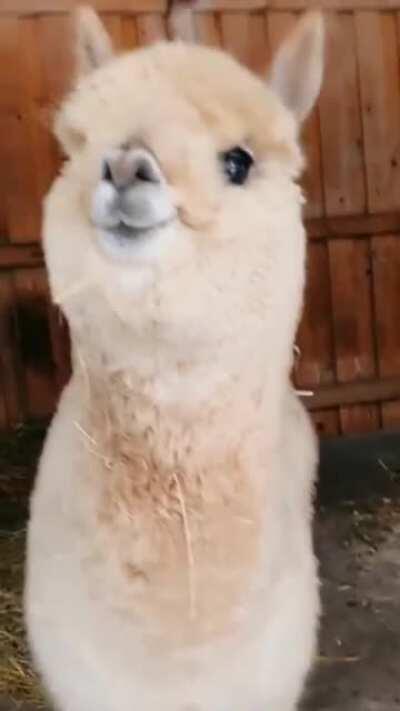 Alpacas are a good cure for the blues!
