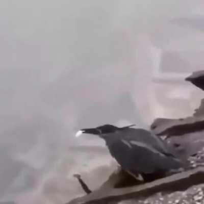 Bird knows how to fish