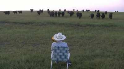 Man serenades a huge herd of cows with his trombone and they love it. Credits: Farmer Derek on YouTube
