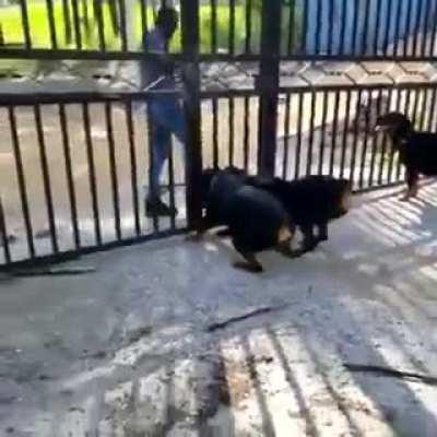 Don't mess with Rottweilers!