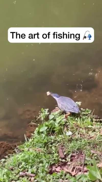 What was that about bird brain?