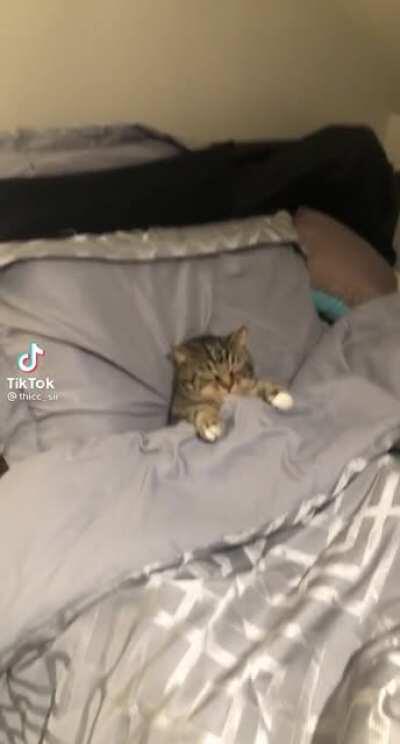 Gato acostado, no hay chiste, simplemente gato acostado