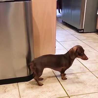 This dog has nice accompaniment to the musical washer.