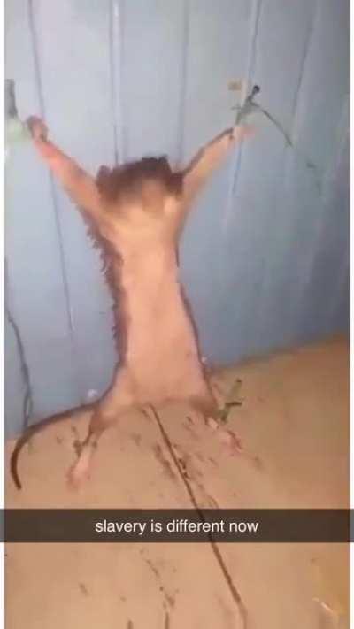 The future of furries is dark