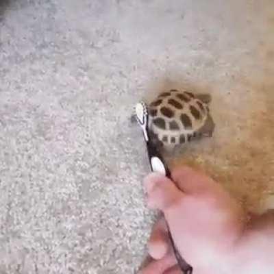 Tortuguita Bailando Epicamente 🍷🧐