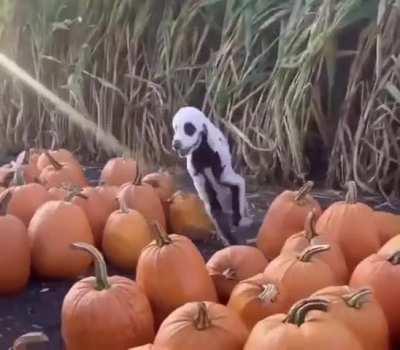 This dog is ready for Halloween