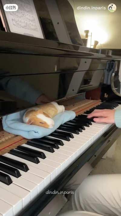 Little Wunky Piggie Gets Lulled To Sleep By Beautiful Piano