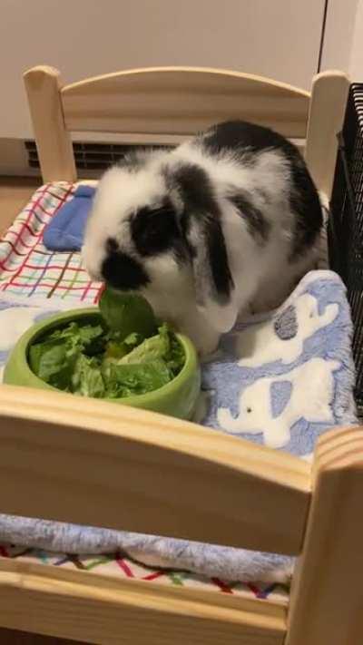 Bunny ASMR with Daisy 🥗🐰