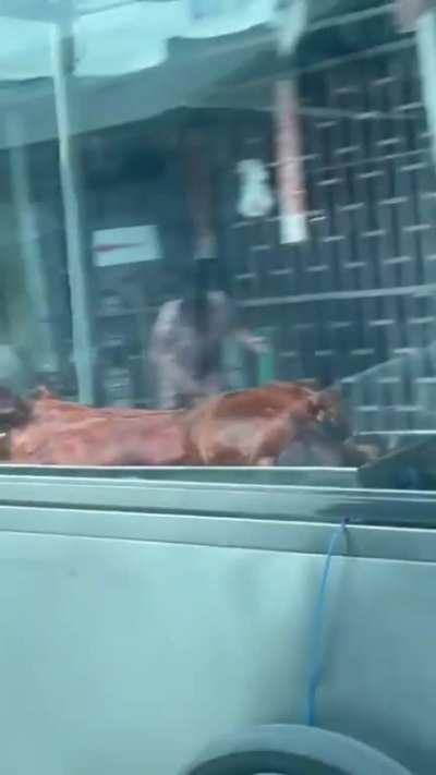 shaking that booty...