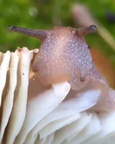 Улитка ест гриб.