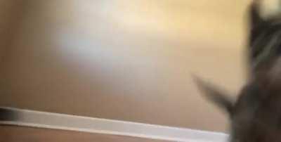 My boy Zuko when he was still just a wee lad