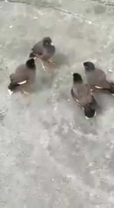 Talking about football