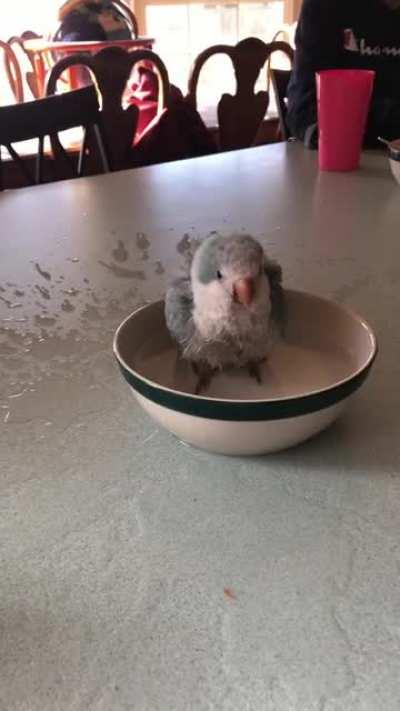 Her loves wet chicken Wednesday. ❤️