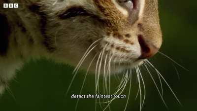 🔥 It's wild, the smallest feline in the world stays the size of a kitten