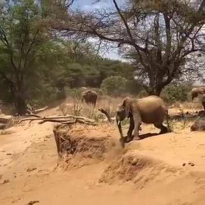 As Elephants can't jump, this is how they navigate through rough terrain.