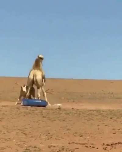 ALWAYS get consent. Or....