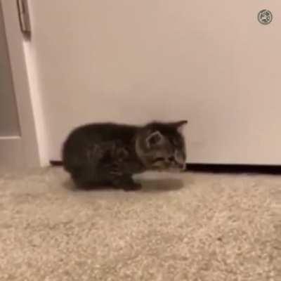 Sneaky smol criminals are the ones you really have to watch out for